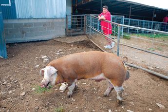 Achilles, several hundred pound Hereford pig, snacks on weeds while owner Penny McDaugale stands by. McDaugale and her husband recently started raising the hogs at their ram in Grants. © 2011 Gallup Independent / Brian Leddy 